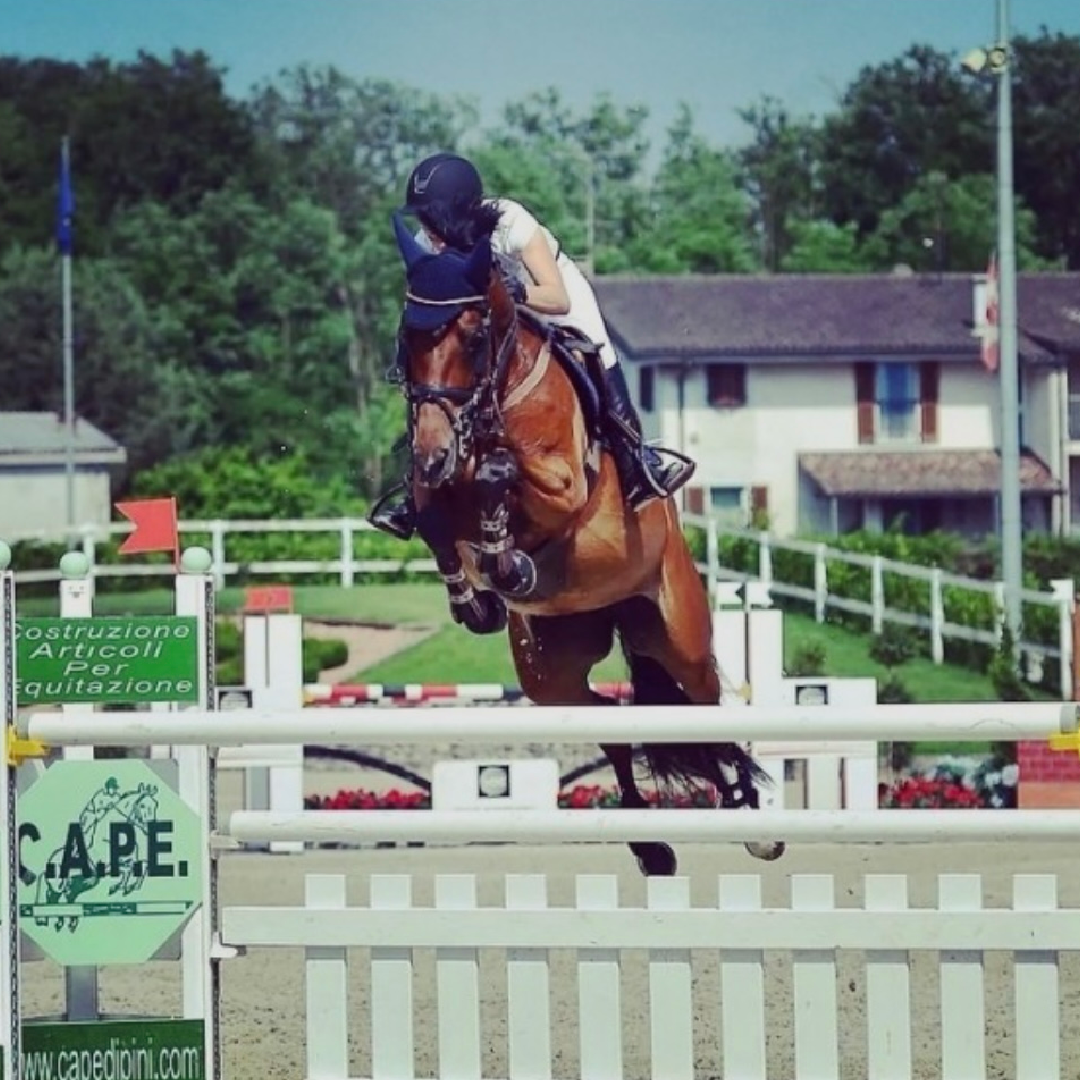 Contender x Indoctro (Vayana)