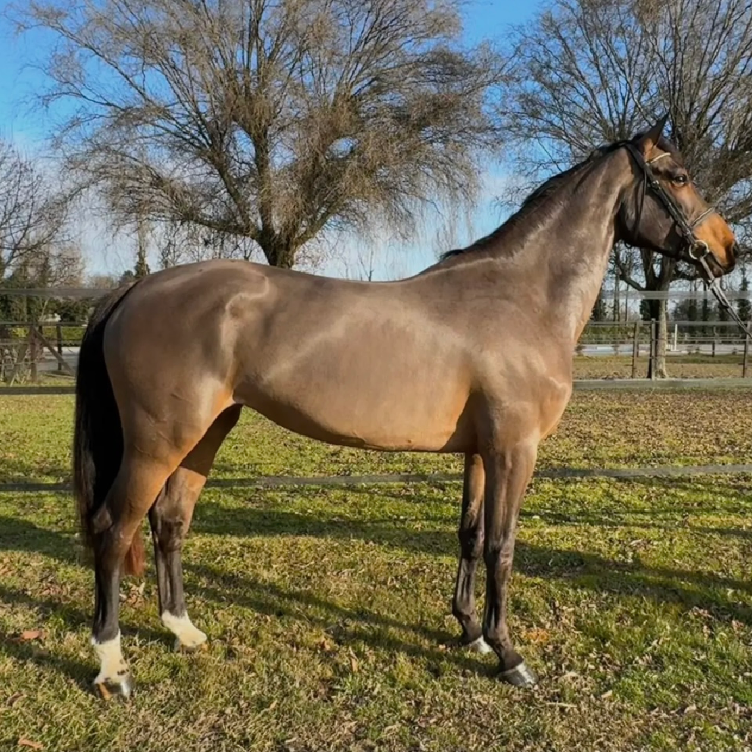 Nabab de Reve x United Touch S (Unexepected VDL)