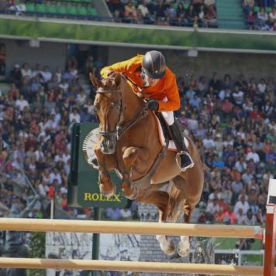 Chacco Blue x Nabab De Reve (Naelle)