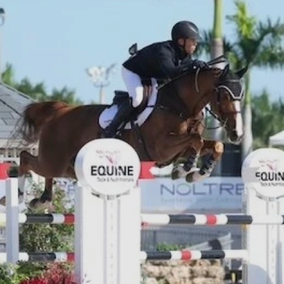 Aganix Du Seigneur x Echo Van'T Spieveld (Lady D Van't Roosakker)