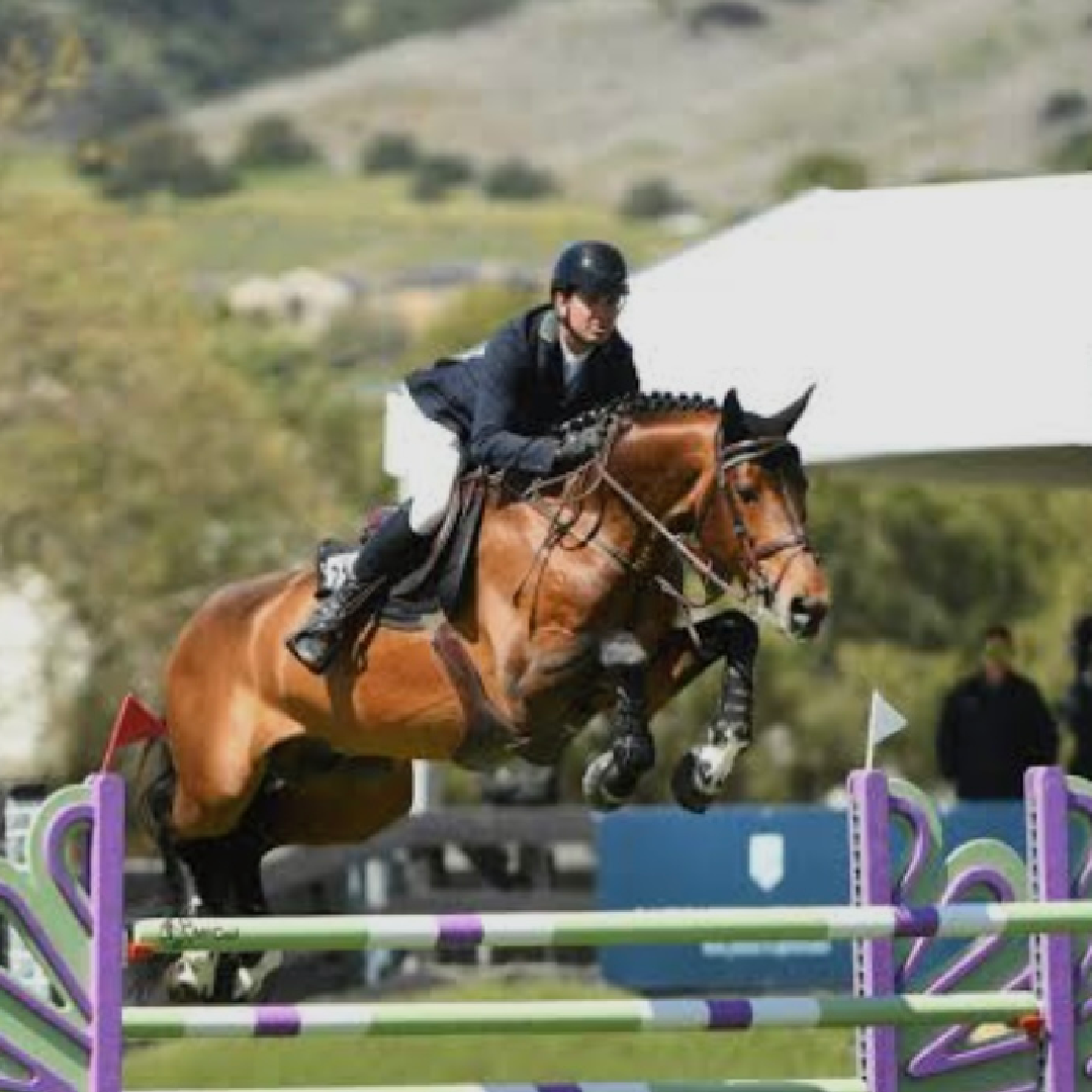 Baltic VDL x Norton D'Eole (Ursula de Toscane I)