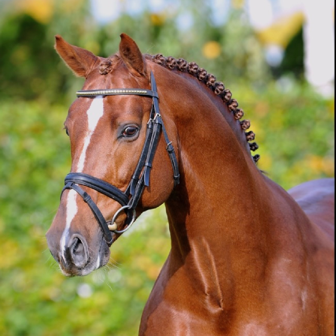 Zenedine x Epsom Gesmeray (Califrane De Chalusse)