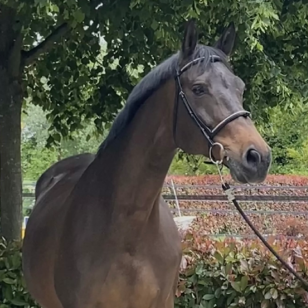 Untouched x Acodetto I (Isabelle FZ)