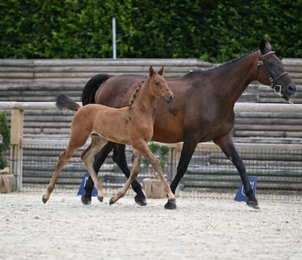 Package of 5 Stallions