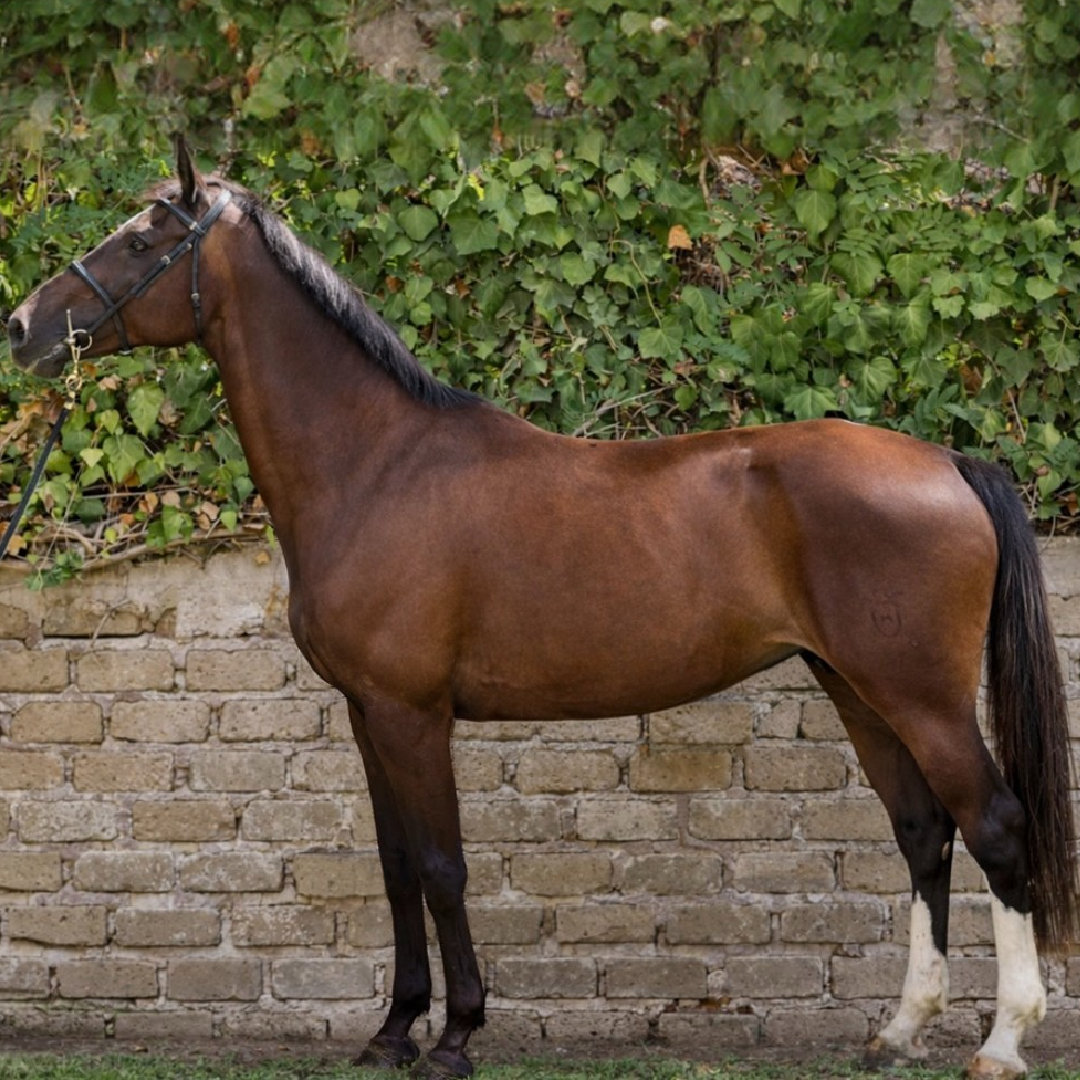 Emerald Van't Ruytershof x Calido I (V-Coretta)