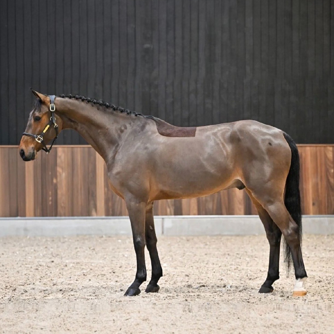 Canellou Axelhoeve Z