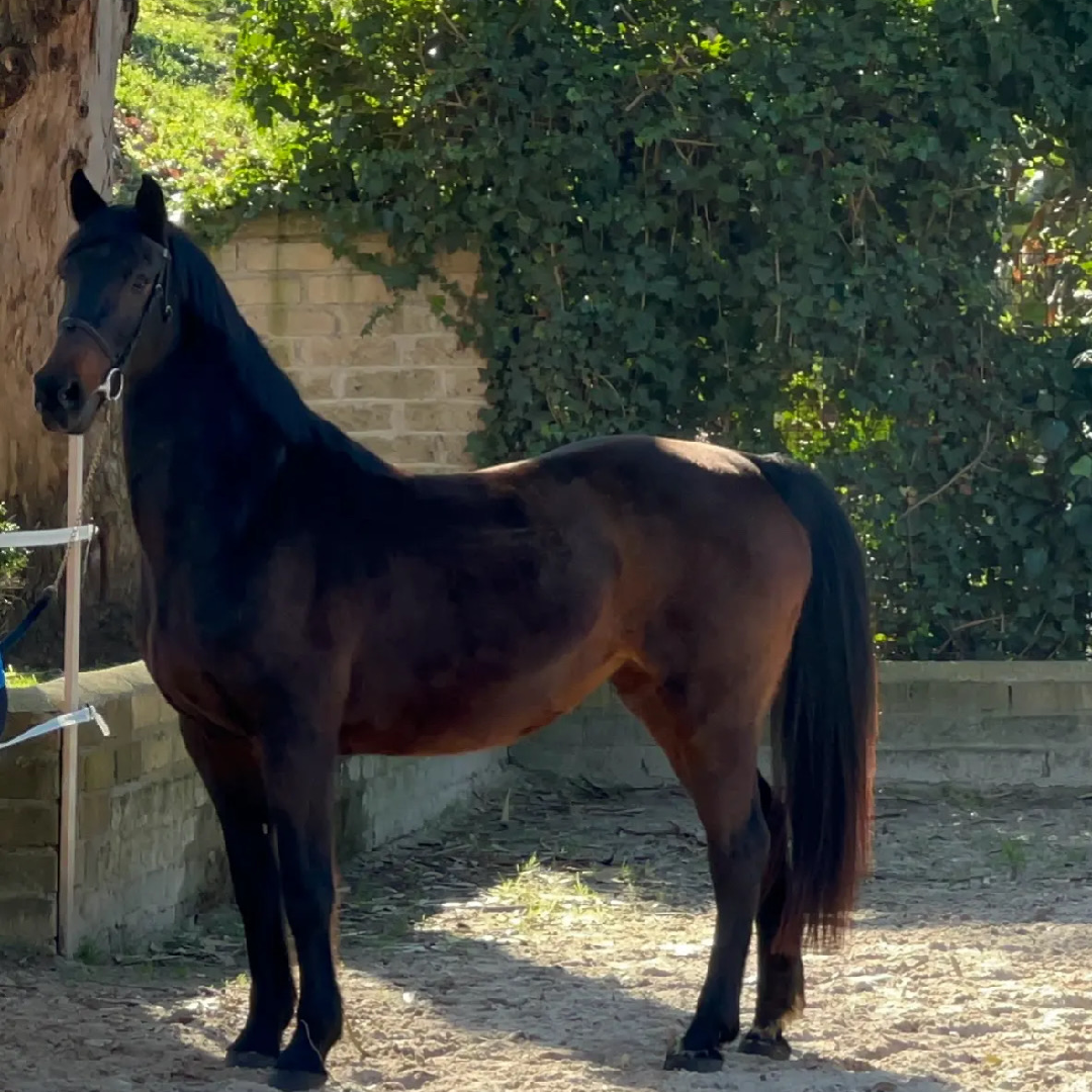 Canturada 2 Della Caccia