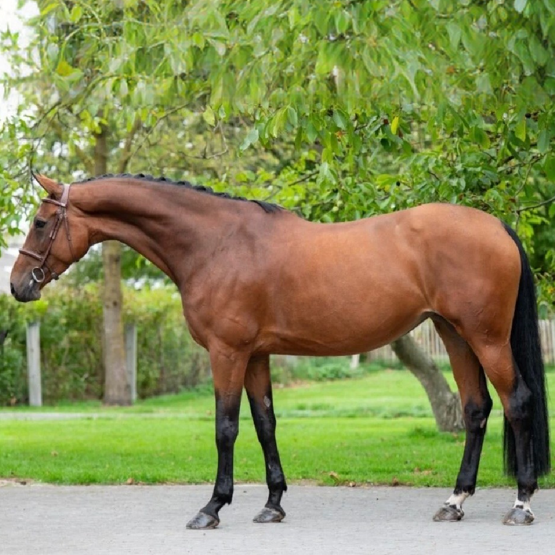 Orchidee Van Spalbeek Z