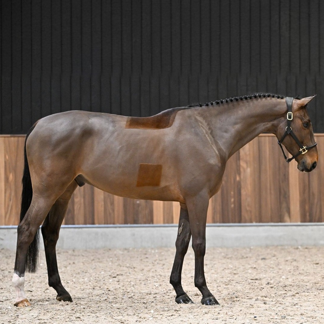 Sunshine Van Spalbeek Z