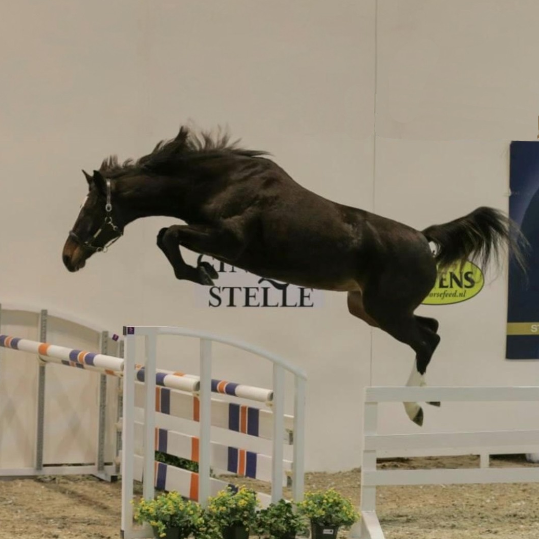 Dourkhan Hero Z x Calido I (V-Coretta)